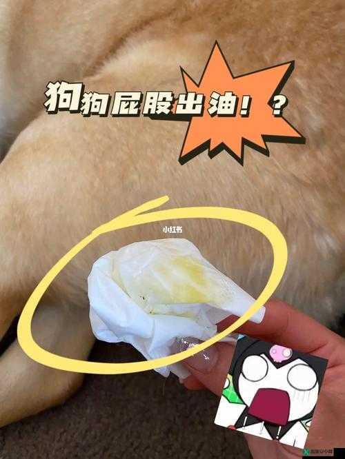 狗狗的东西又硬又烫又臭怎么办：快想办法