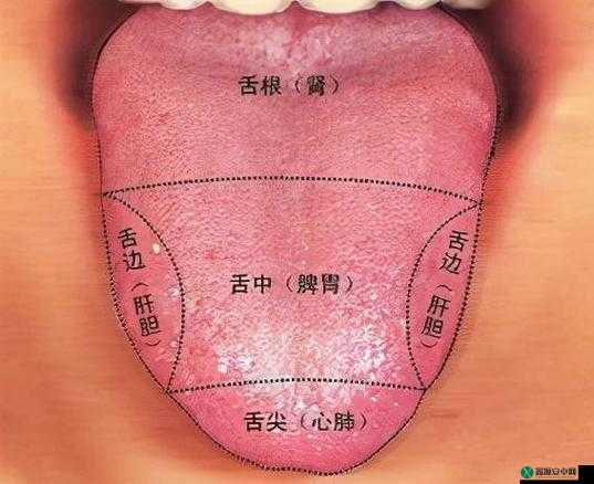 如何应对舌头探洞时水多的情况