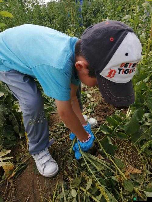 挤牛奶拔萝卜怎么拔：有趣的探究