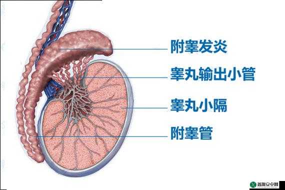 睾丸胀痛，和女友在一起为何如此难受？