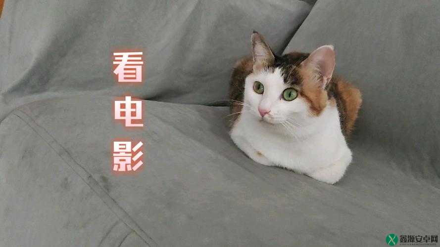 猫咪社区 www 高清视频在线观看电影幕后花絮：揭秘电影拍摄现场