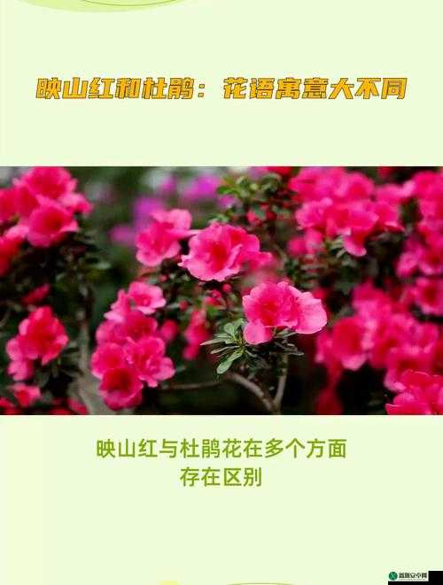 赏江南百景图：杜鹃花之美，探杜鹃花牡丹花的区别