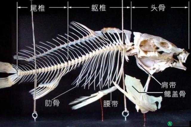 鲤鱼吸水很难忘吗：一段令人深思的经历