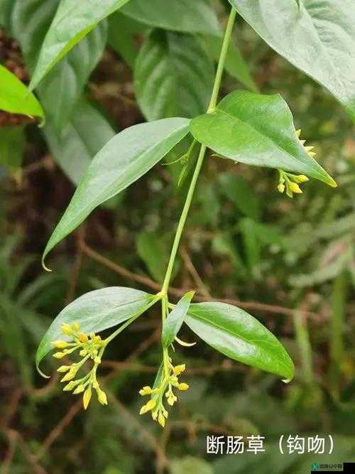 香蕉和忘忧草对焦虑的影响：是良药还是毒草