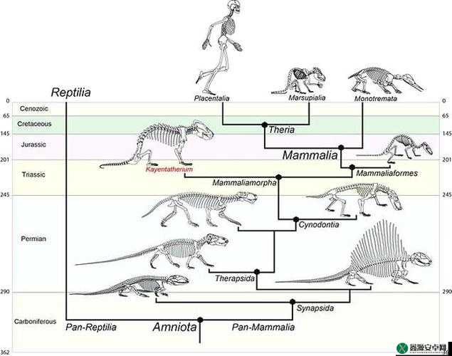 美国人与猪的 DNA：两者之间的奇妙联系